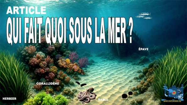 Qui fait quoi sous la mer ?