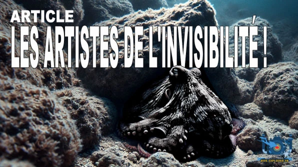 Les artistes de l’invisibilité !