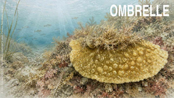 Ombrelle