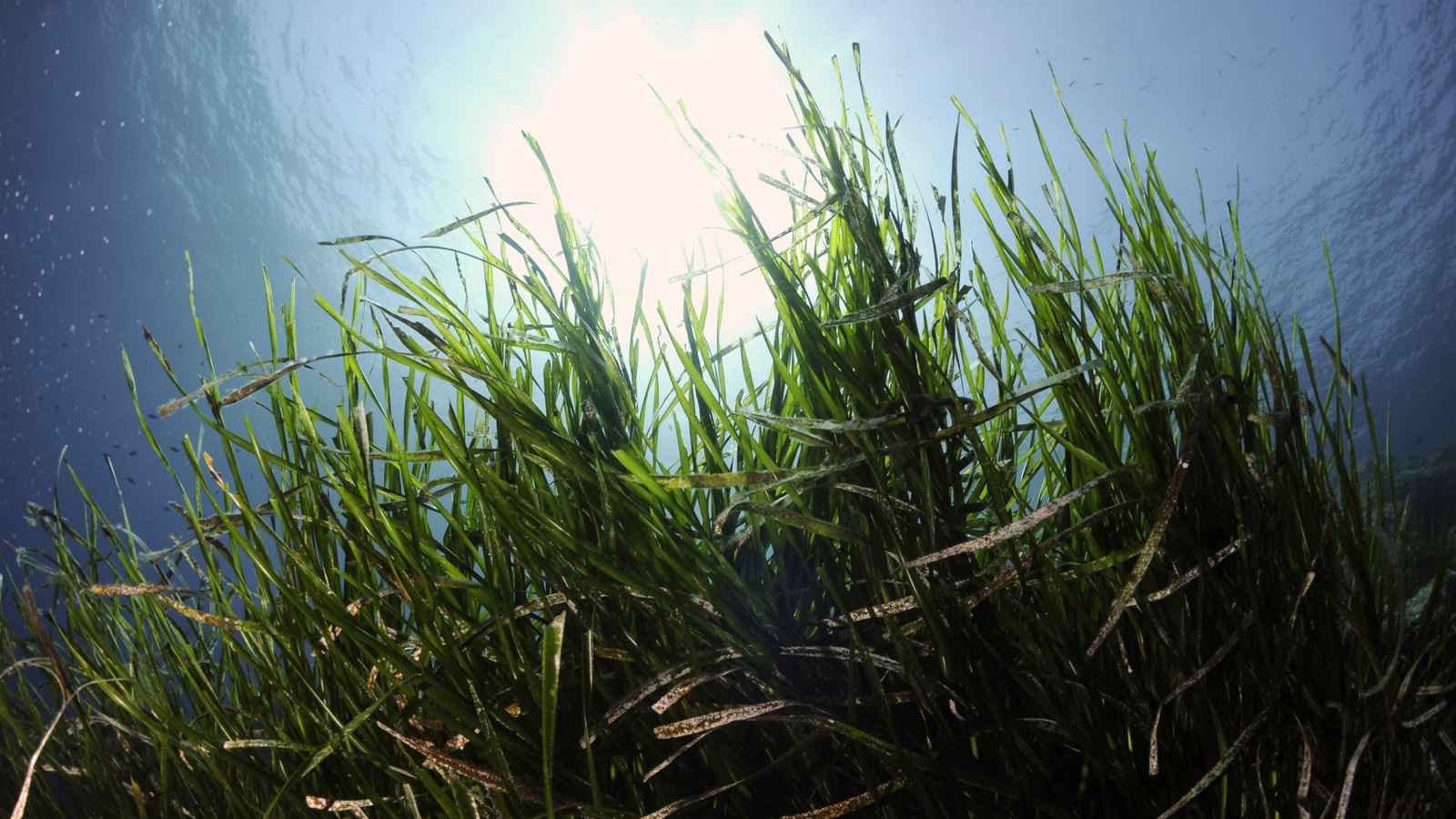 Feuilles de posidonie observées sous l’eau, éclairées par la lumière de surface