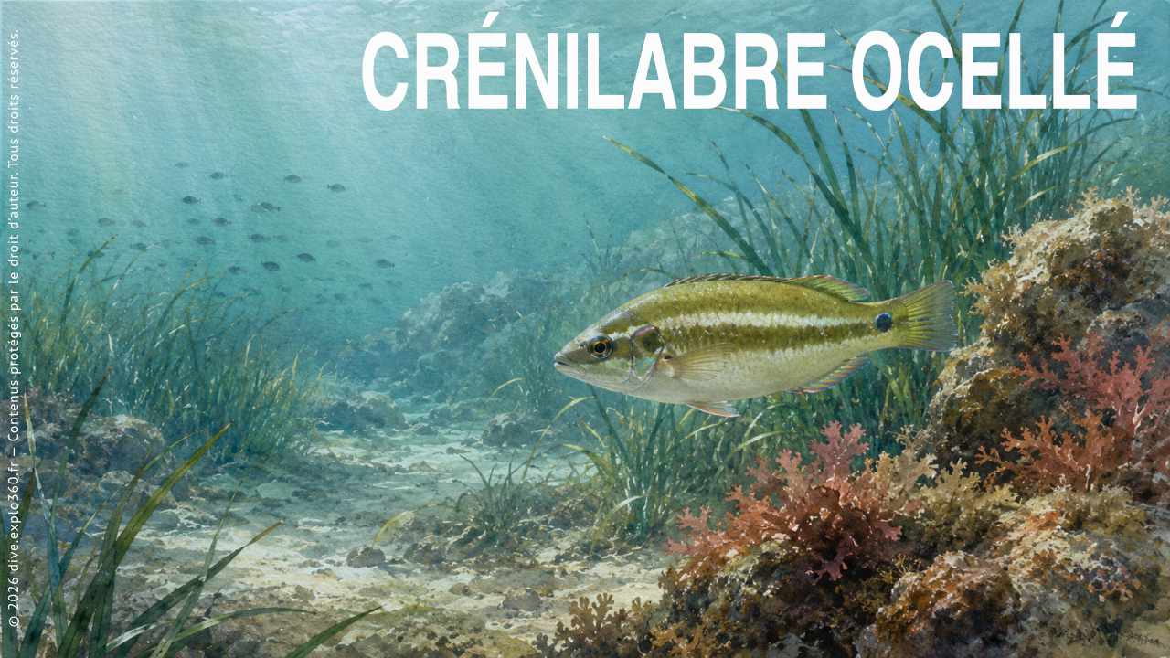 Crénilabre ocellé