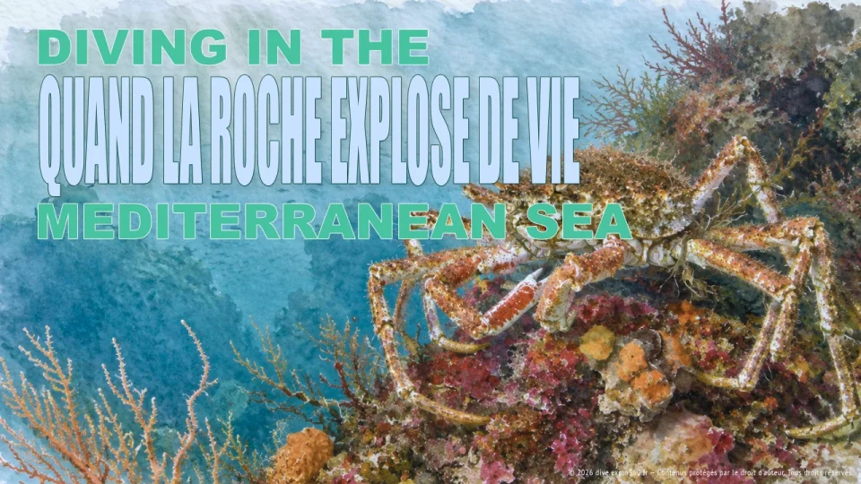 QUAND LA ROCHE EXPLOSE DE VIE