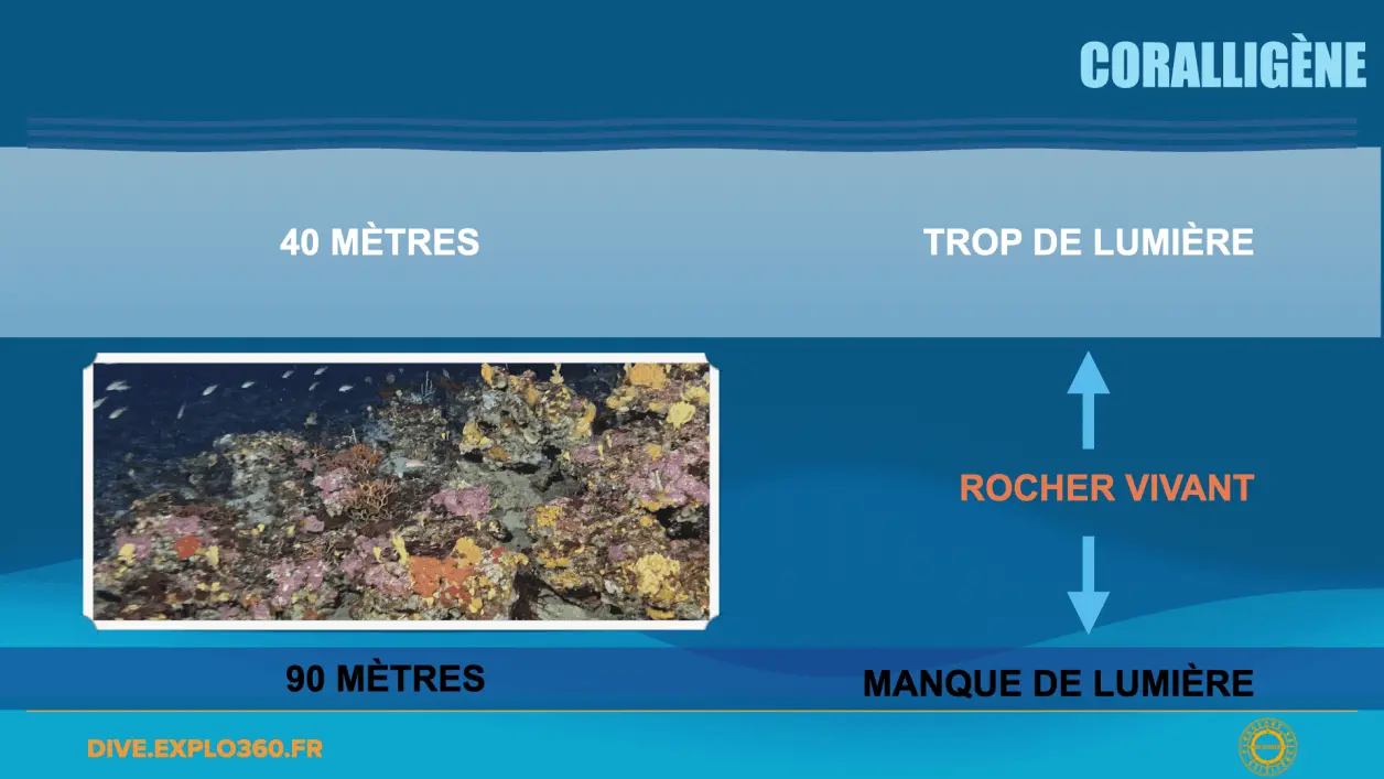 Le coralligène et ses habitants