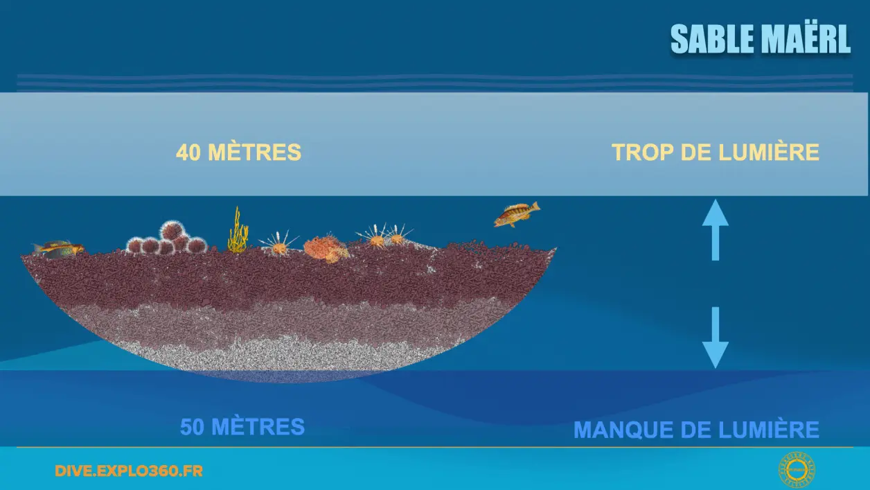 Sable, maërl et ses habitants