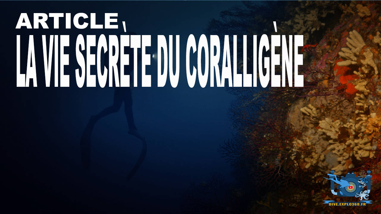 La vie secrète du coralligène