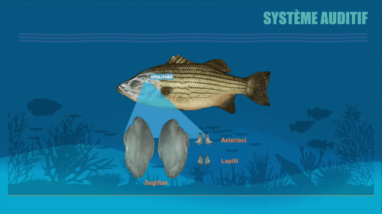 Le système auditif
