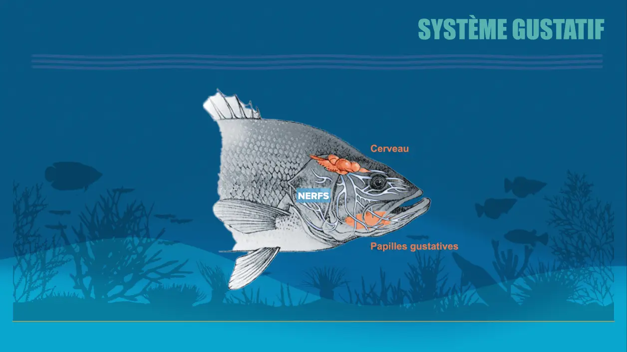 Le système gustatif