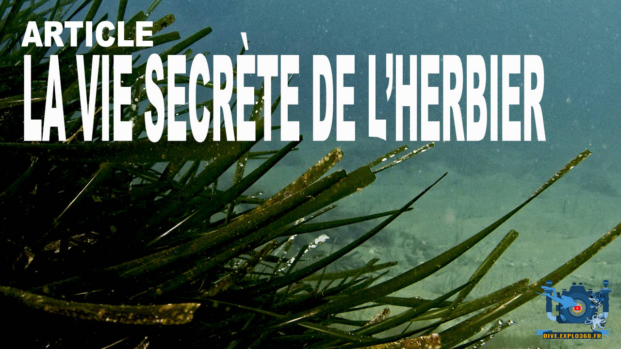 La vie secrète de l'herbier