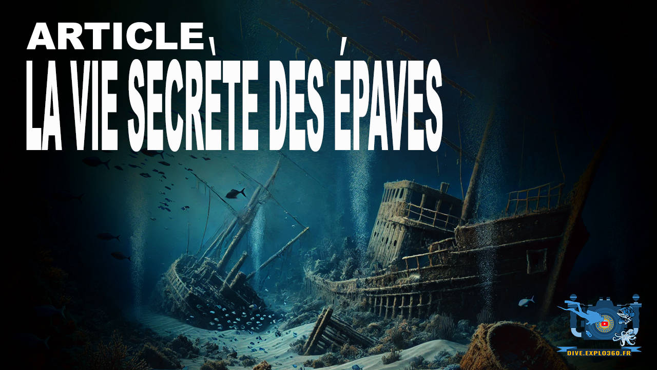 La vie secrète des épaves