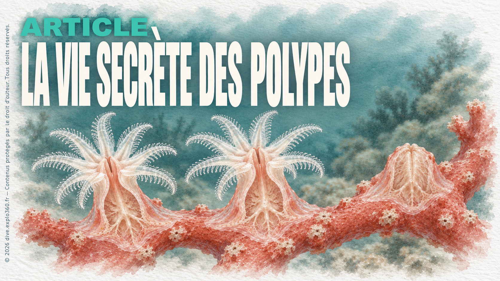 La vie secrète des polypes : comment fonctionne une colonie ?