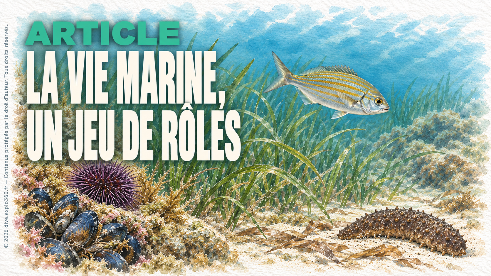 La vie marine, un jeu de rôles