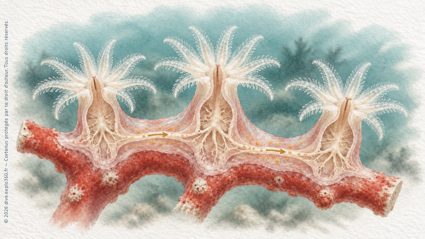 Polypes blancs du corail rouge (Corallium rubrum), reliés sur une branche.
