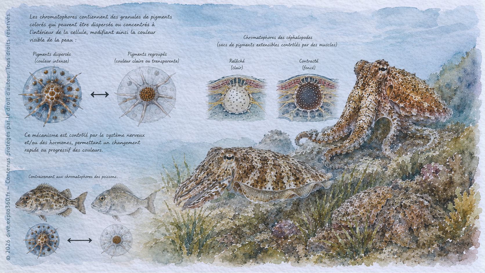 chromatophores