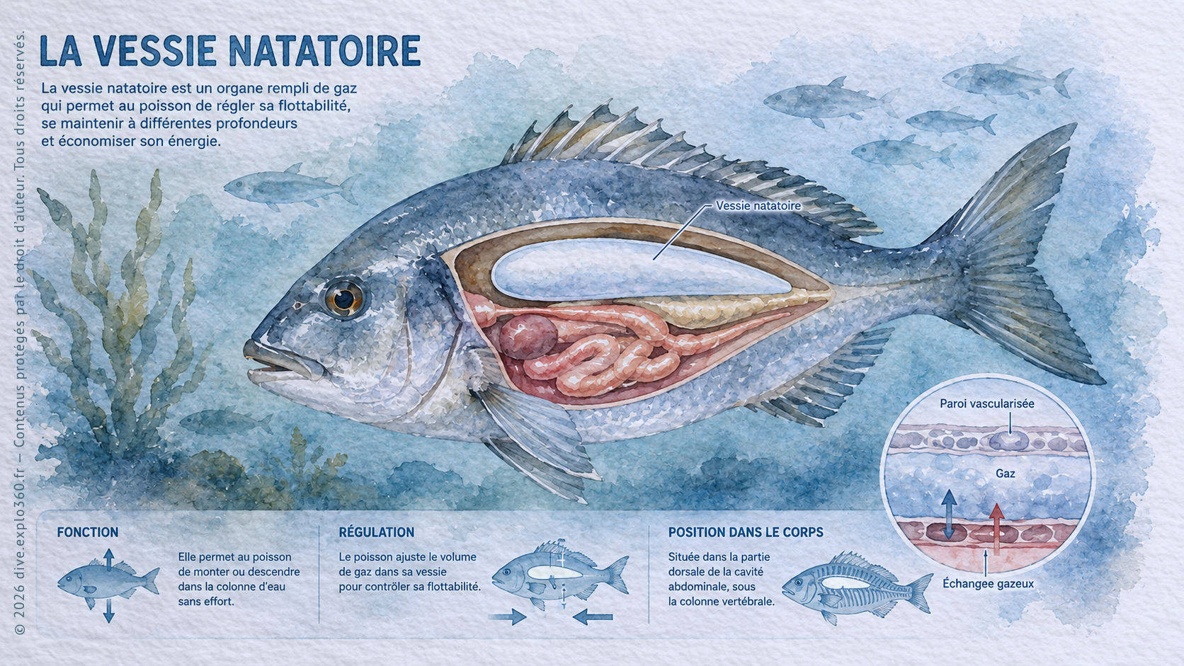 LES MAÎTRES DE LA FLOTTABILITÉ
