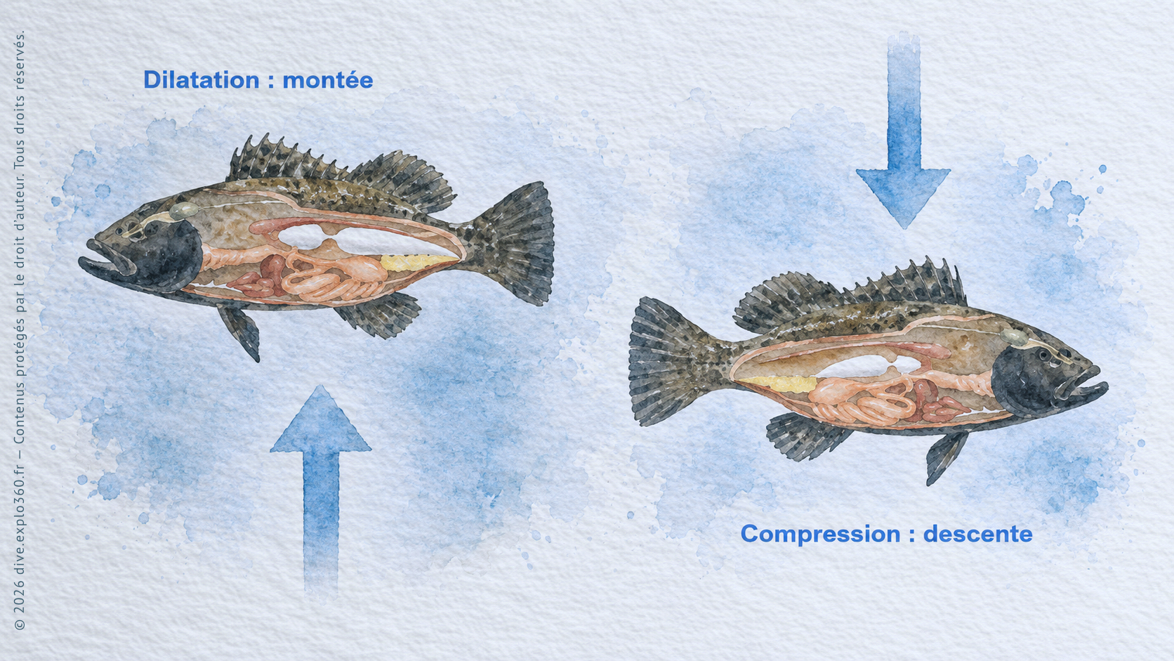 vessieFonctionnement