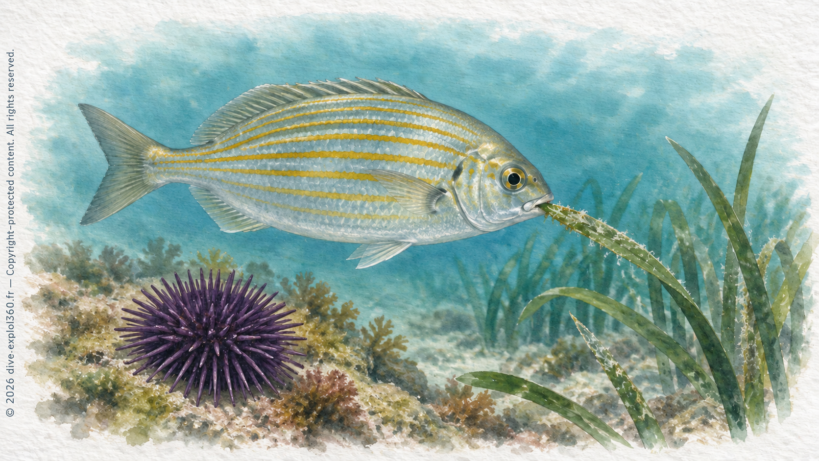 Adult salema (Sarpa salpa) and the purple sea urchin (Paracentrotus lividus) consume marine vegetation, among other food.