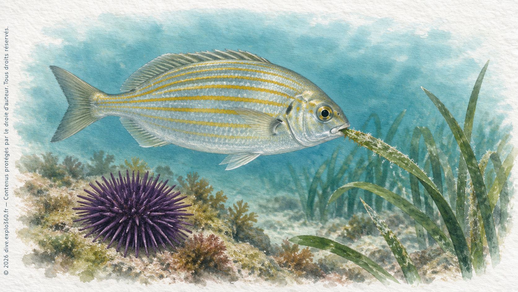 La saupe adulte (Sarpa salpa) et l’oursin violet (Paracentrotus lividus) consomment notamment de la végétation marine.