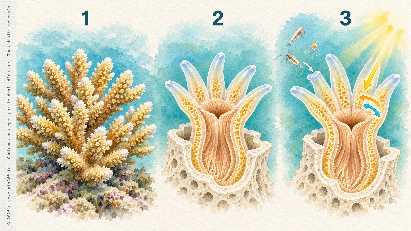 1 : une colonie. 2 : un polype vivant dans sa coupe calcaire ; les points dorés représentent ses microalgues. 3 : la lumière aide les algues à fabriquer des nutriments ; le polype capture aussi de petites proies. Schéma simplifié, sans échelle.