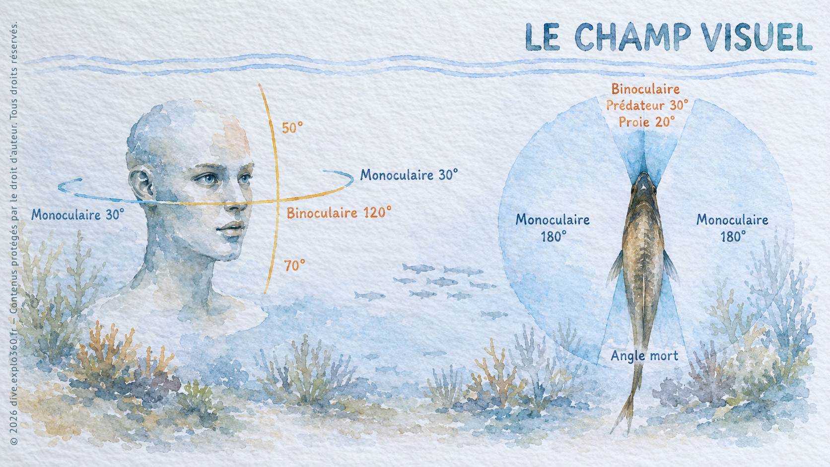 champVisuel