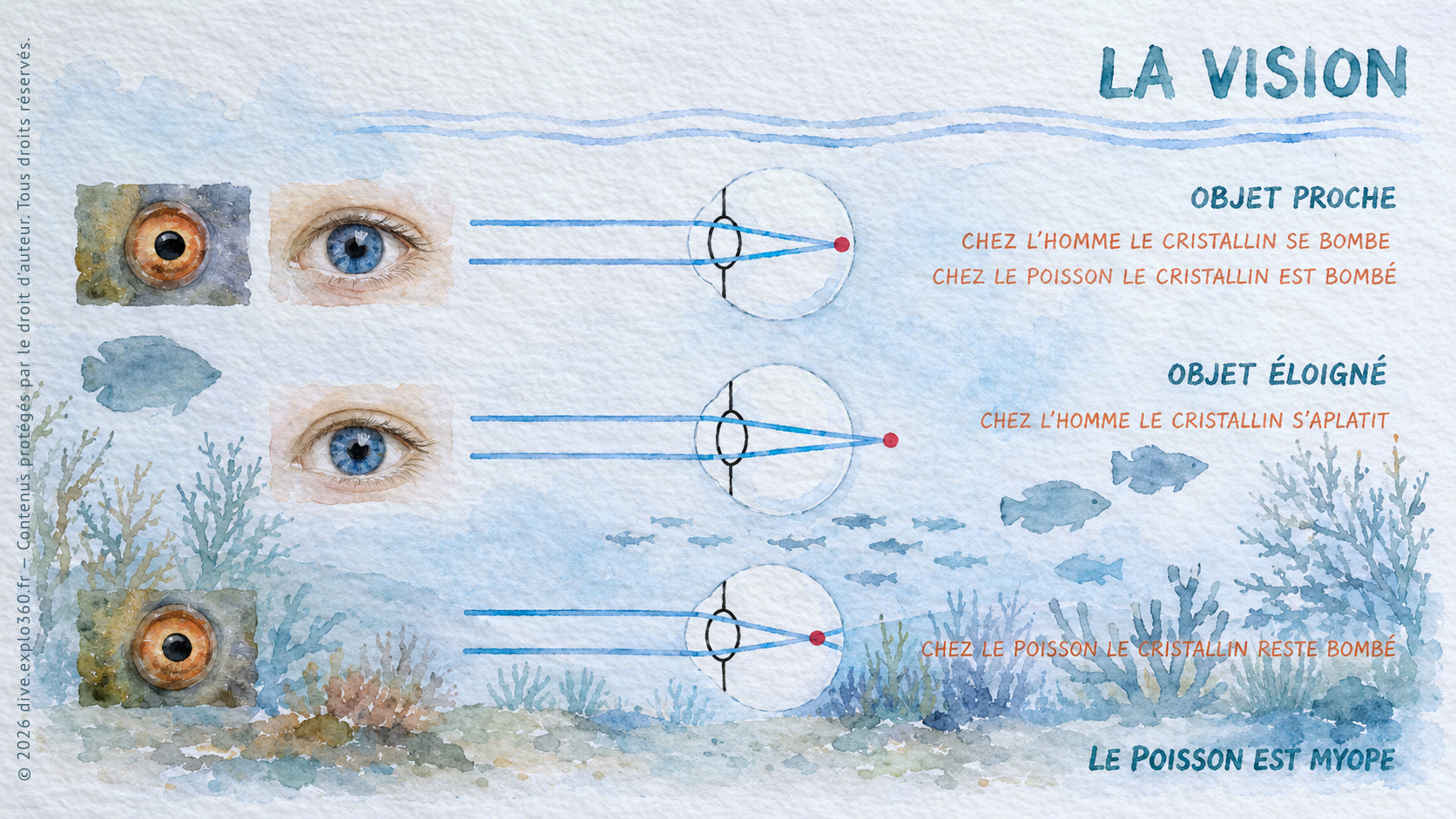 LaVisionDesPoissons
