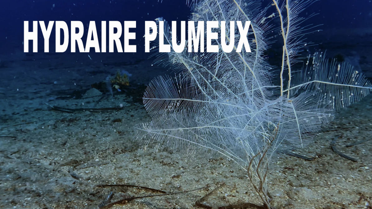 Fiche Le Grand hydraire plumeux