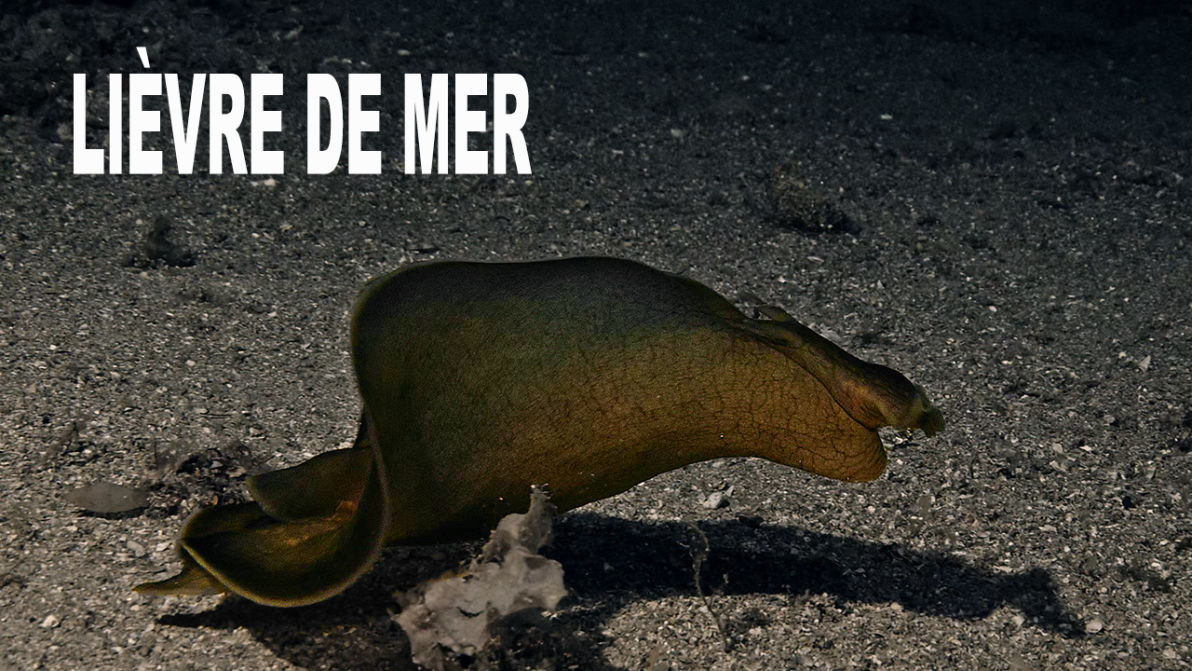 Fiche Le Lièvre de mer