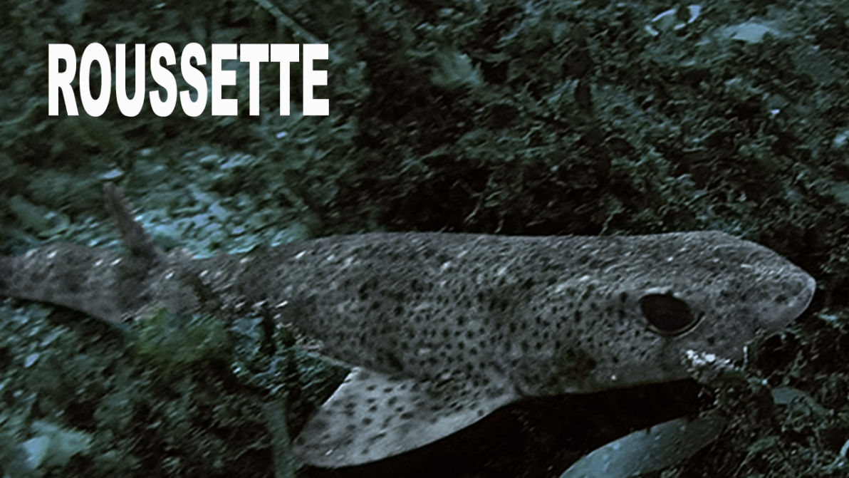 Fiche La petite Roussette