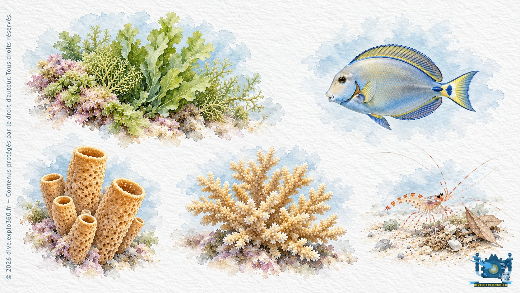 Illustration Par rôle écologique