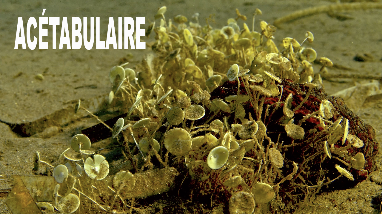 Acétabulaire