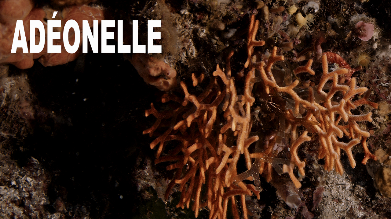 Adéonelle