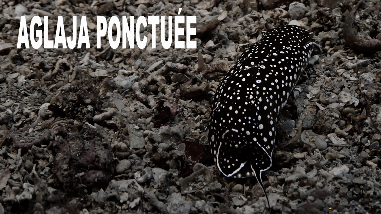 Aglaja ponctuée