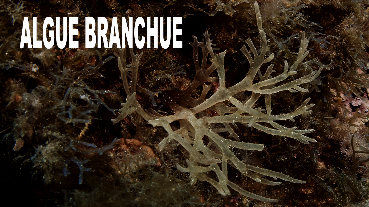 Algue branchue