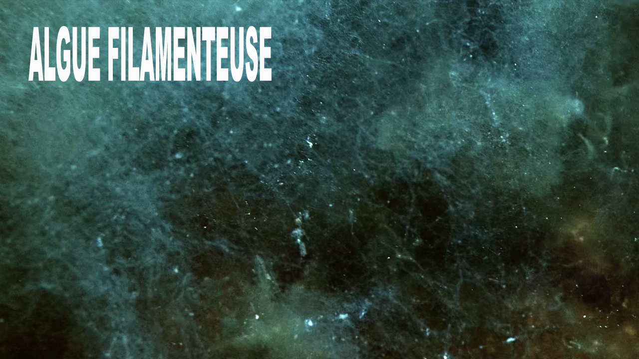 Algue filamenteuse