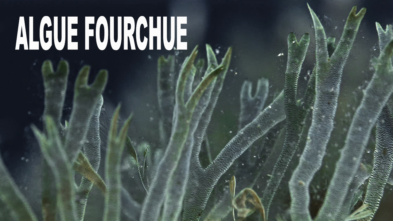 Algue fourchue