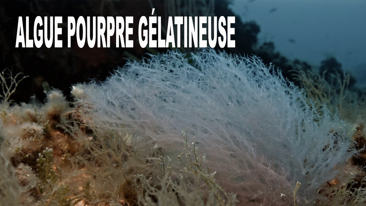 Algue pourpre gélatineuse
