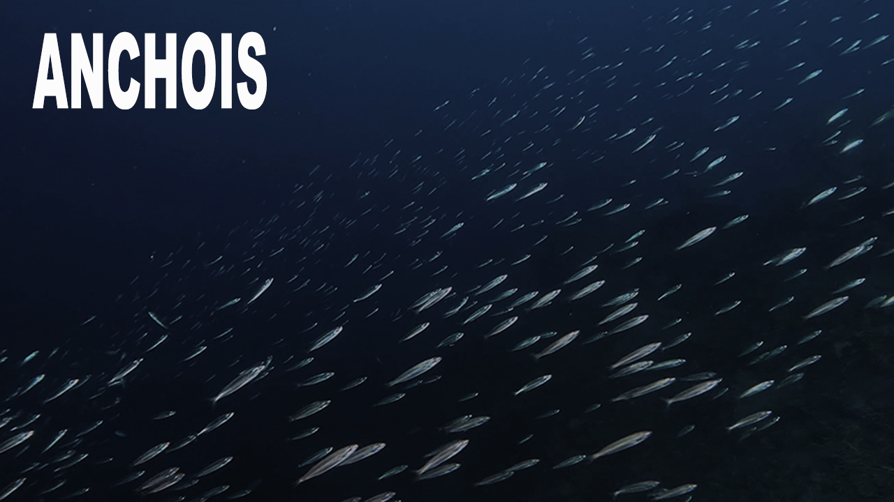 Anchois