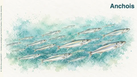 Illustration de Anchois