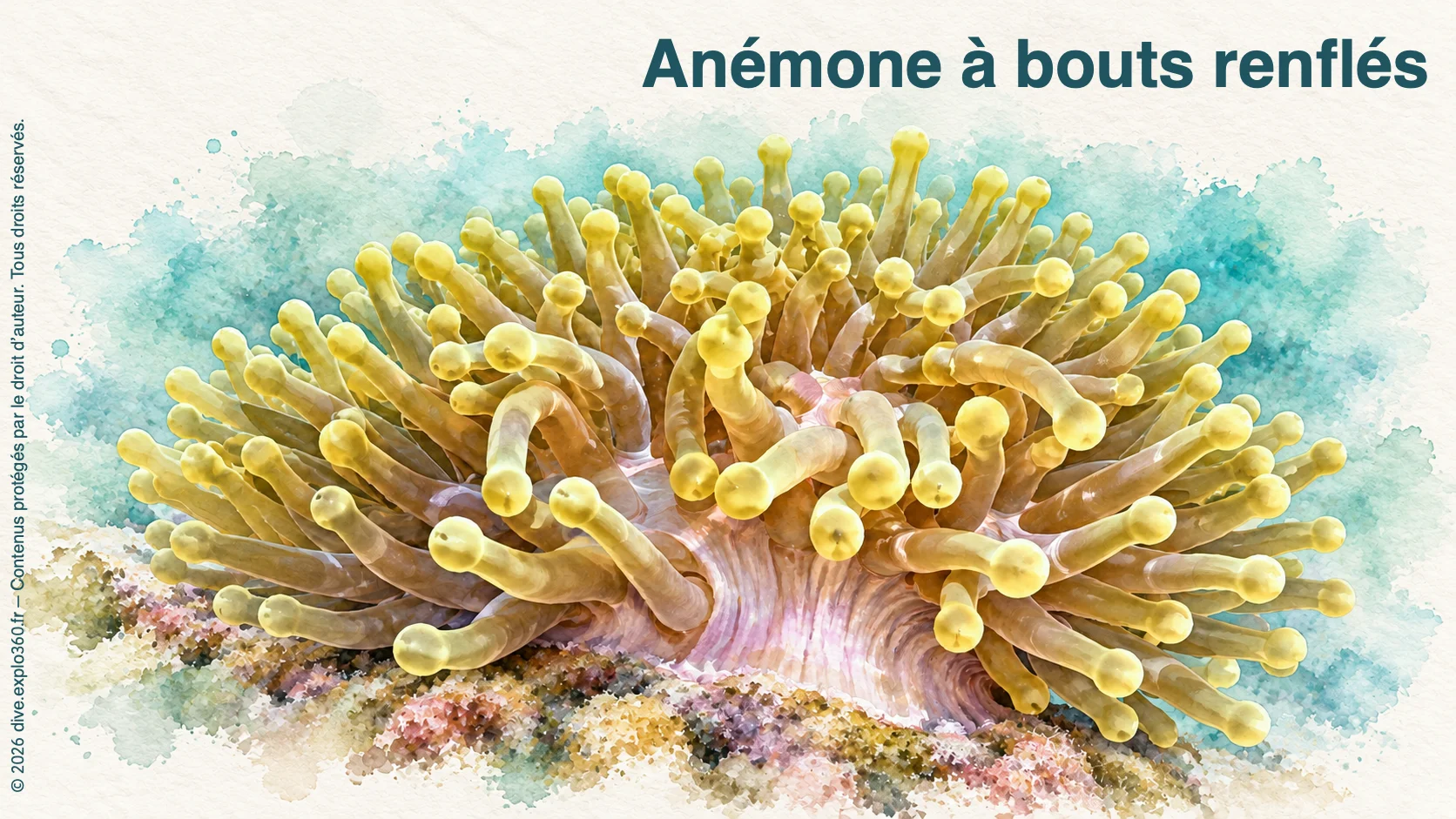 Anémone à bouts renflés