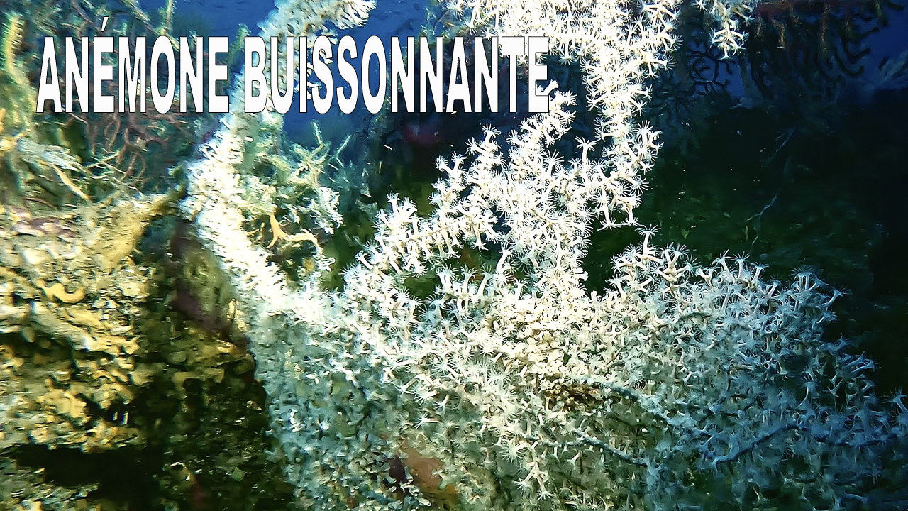 Anémone buissonnante