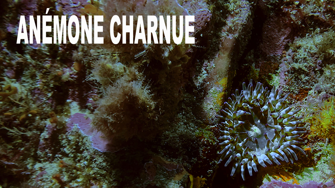 Anémone charnue