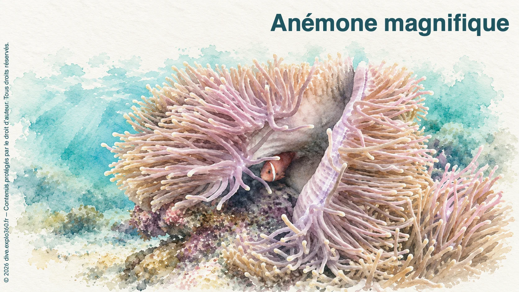Anémone magnifique