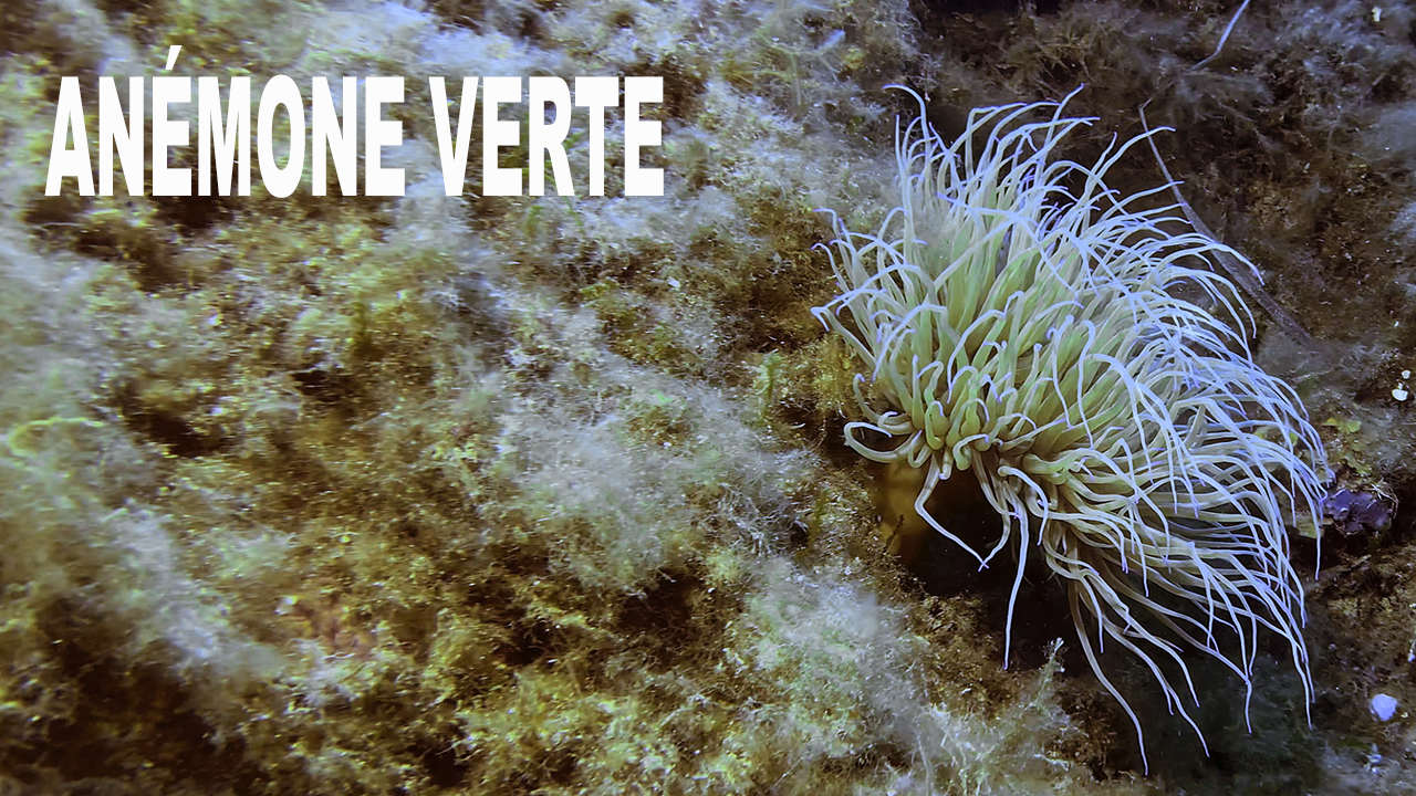 Anémone verte