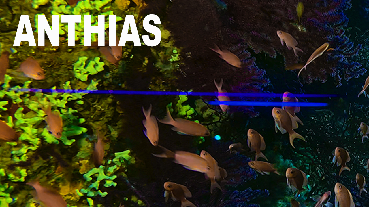 Anthias