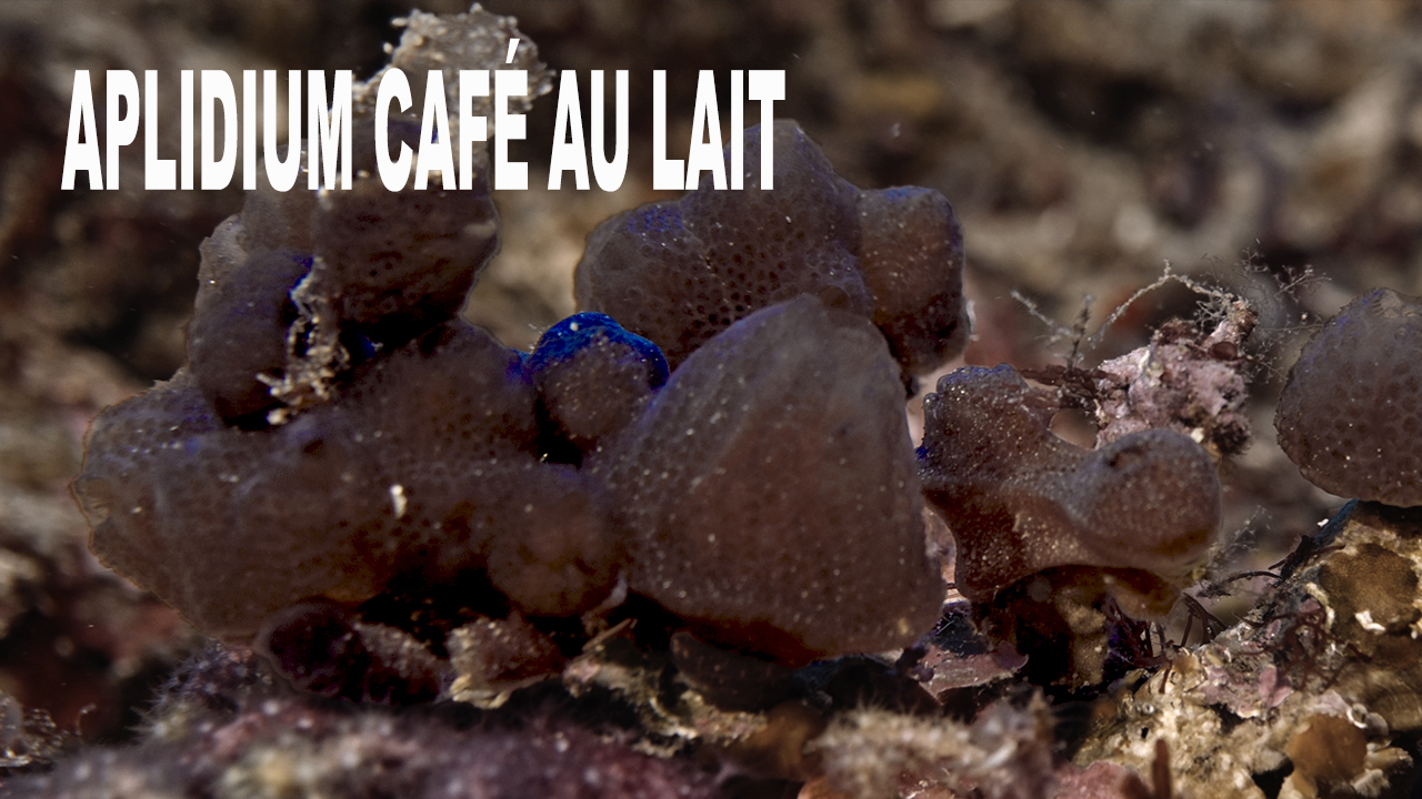 Aplidium café au lait