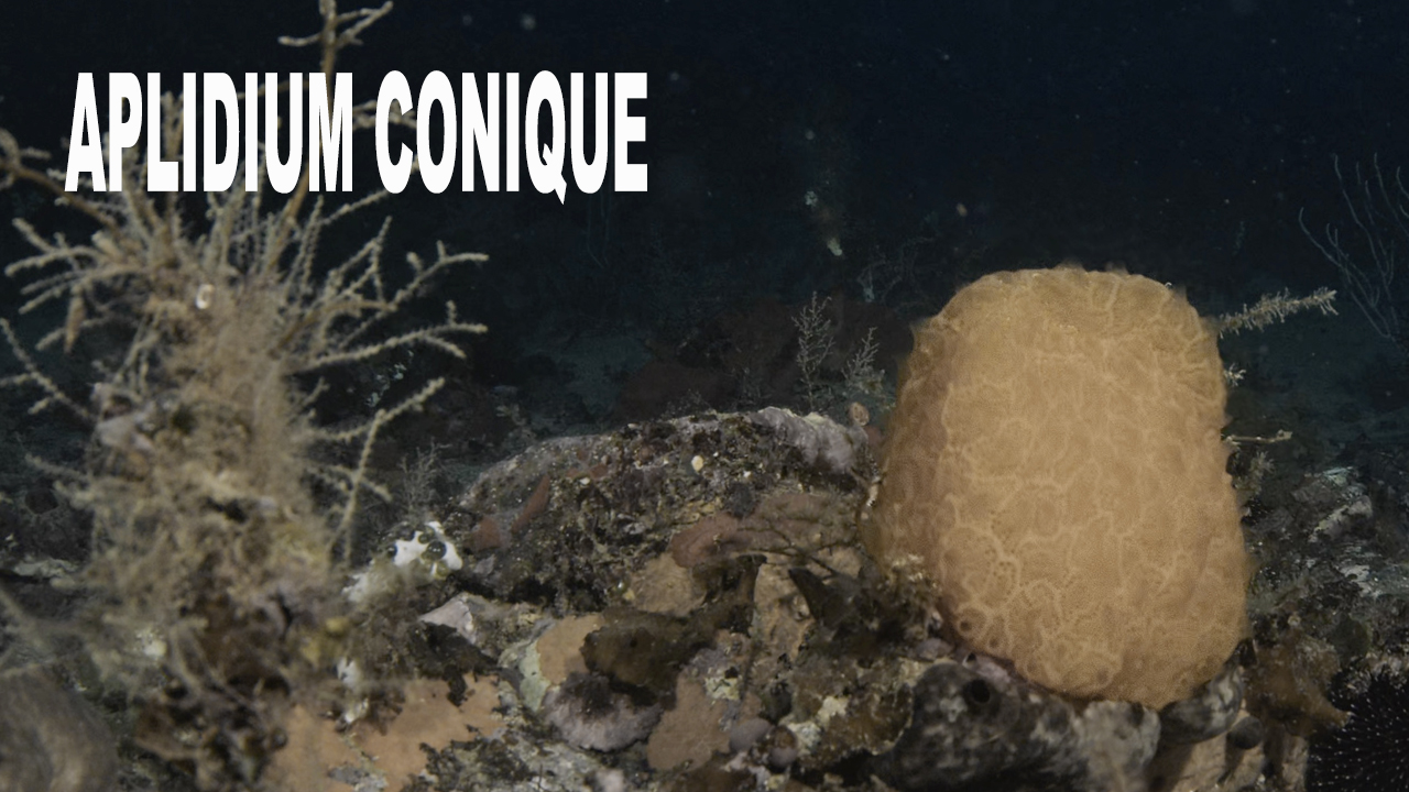 Aplidium conique