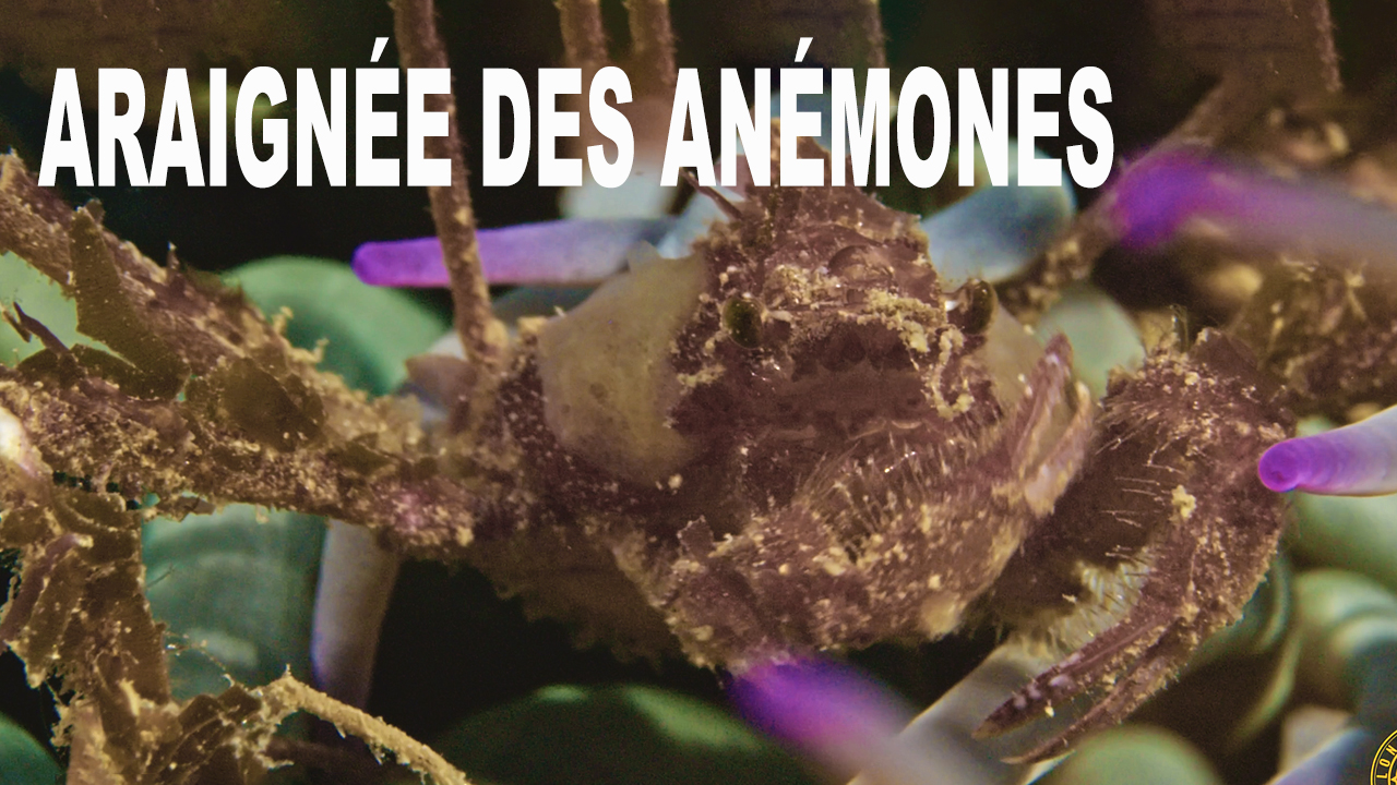 Araignée des anémones