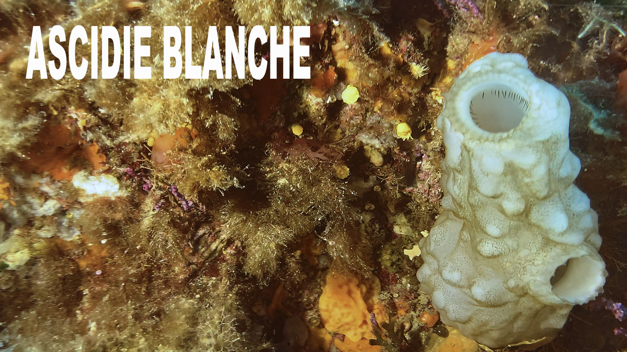 Ascidie blanche