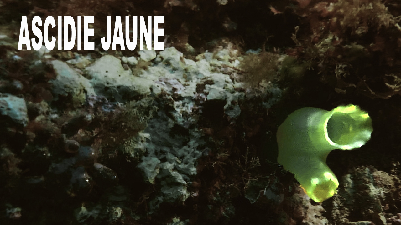 Ascidie jaune