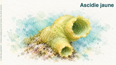 Illustration de Ascidie jaune