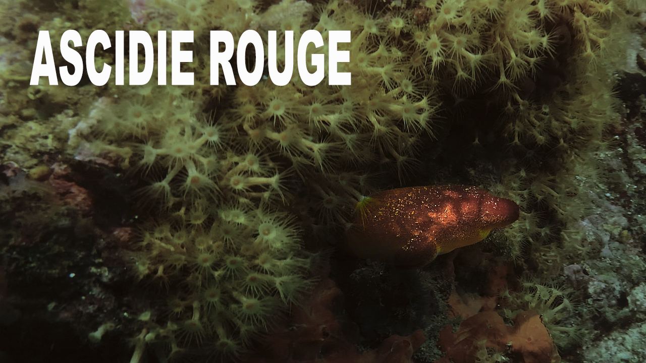 Ascidie rouge